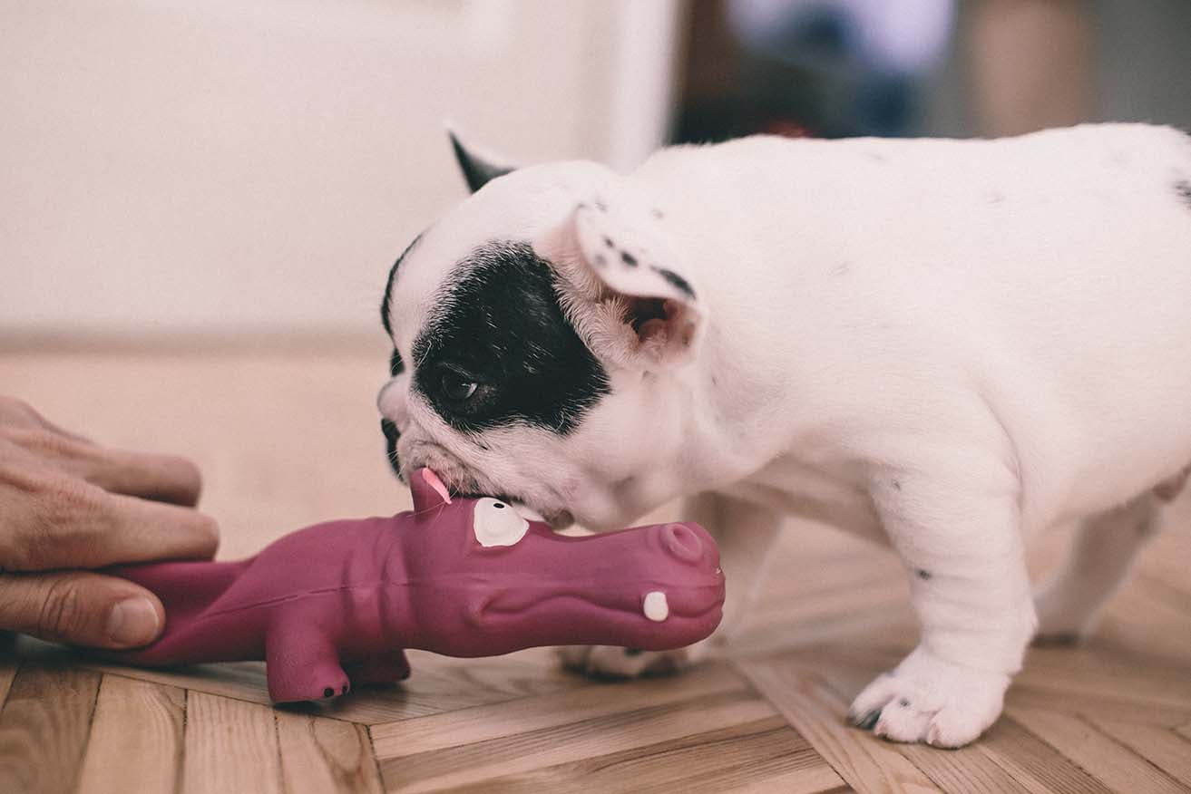 GIOCARE CON IL CANE: &Egrave; SOLO UNA QUESTIONE DI SFOGO?