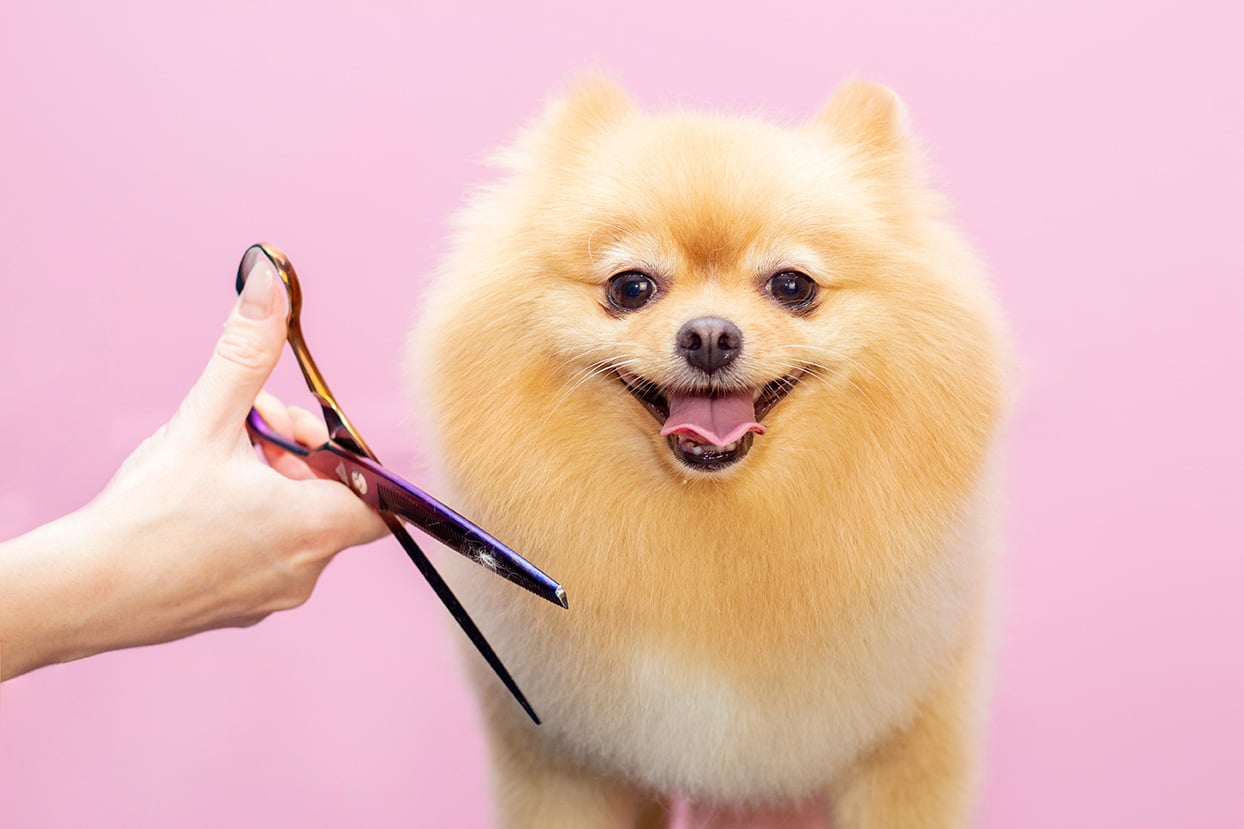 COME SANSONE: L&rsquo;IMPORTANZA DEL MANTELLO DEL CANE