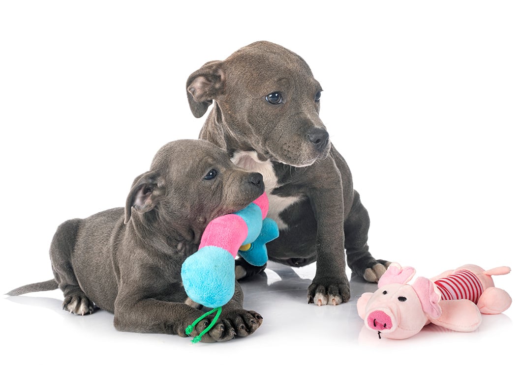 GIOCANDO SI IMPARA: CUCCIOLI E GATTINI "AL PARCO GIOCHI"