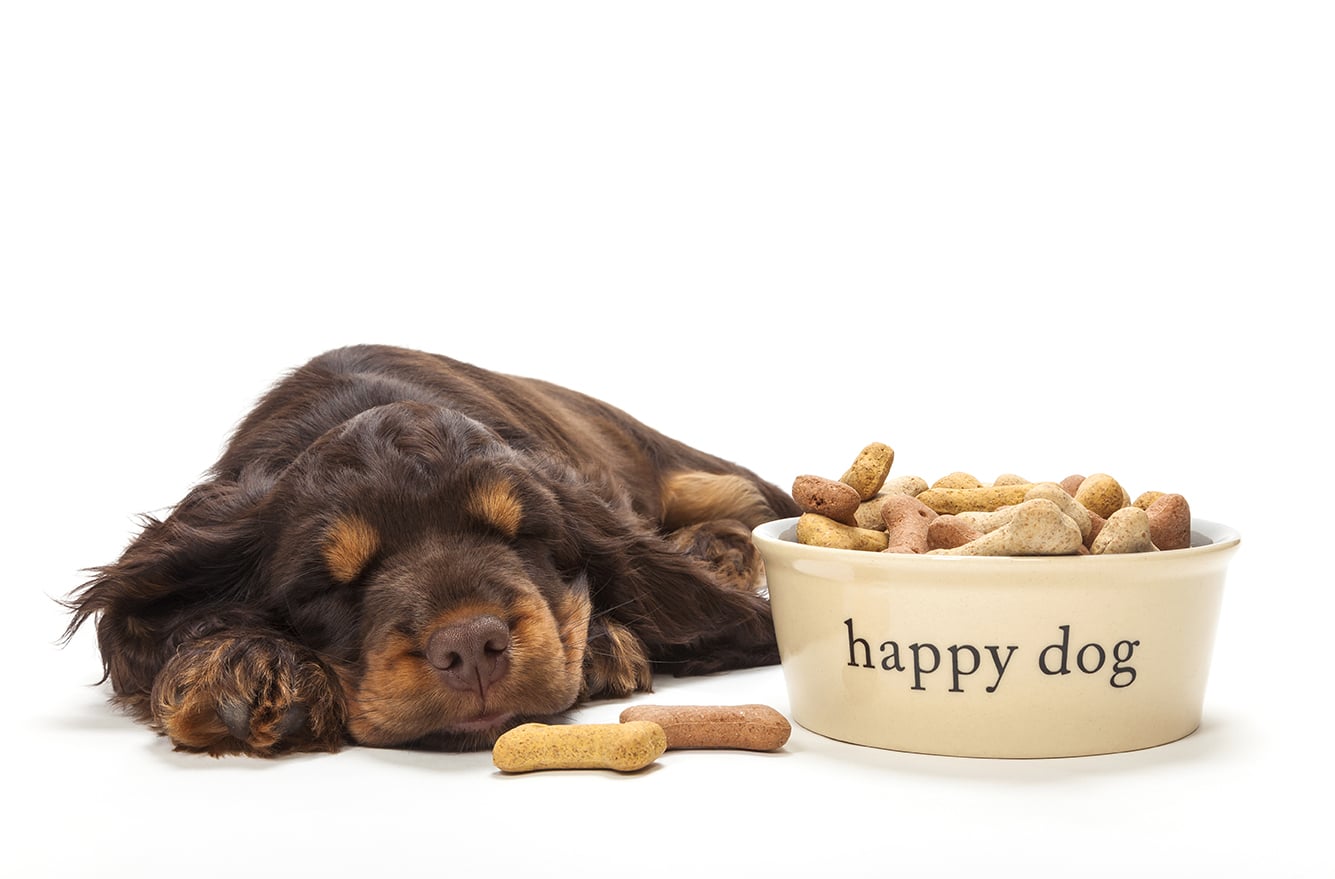 IL &ldquo;TESORO&rdquo; DEL CANE&hellip; CIBO E OGGETTI