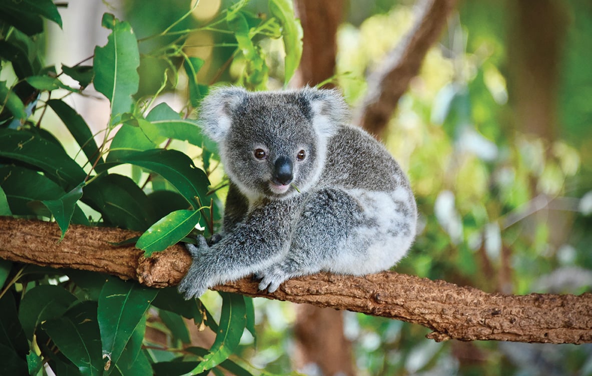 KOALA, LA MASCOTTE DELL&rsquo;AUSTRALIA