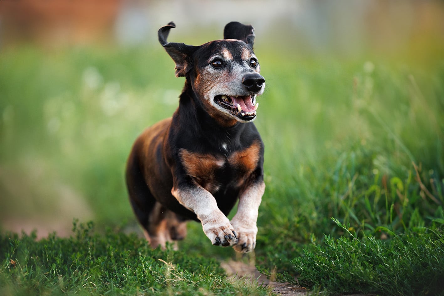 Vecchiaia del cane: come gestirla al meglio