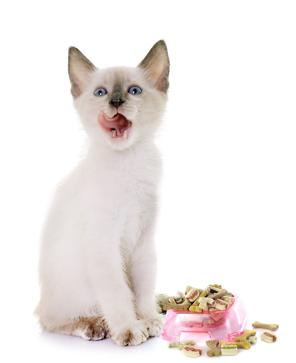 Come Riconoscere le Intolleranze Alimentari in Cani e Gatti