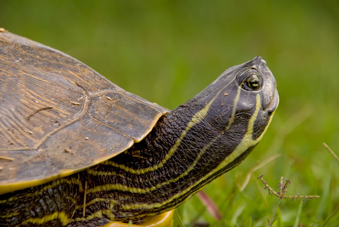 Acquatiche o palustri: &ldquo;Tartarughine&rdquo; solo per poco!