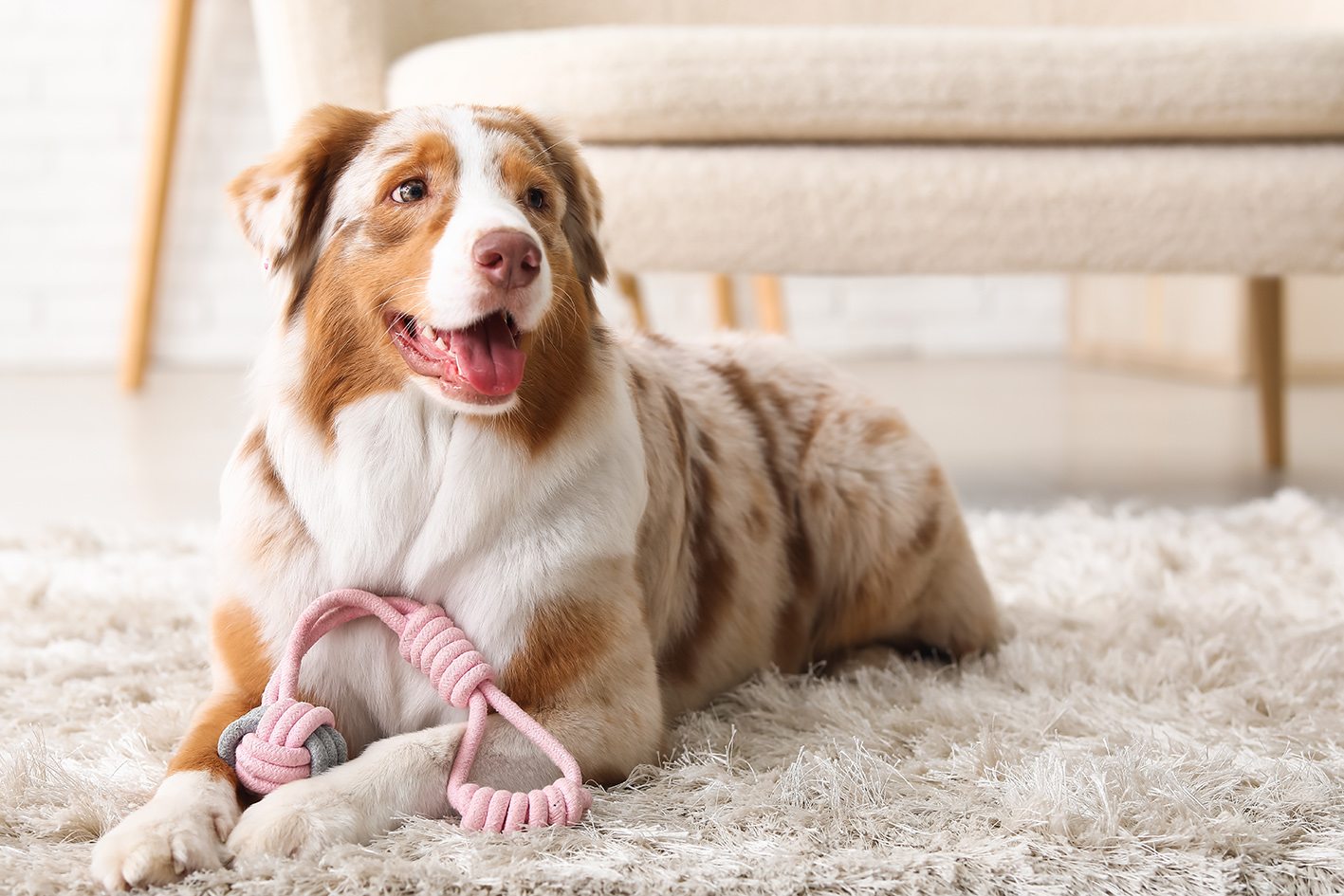 Cane Geloso e Possessivo: Capire i Segnali e Risolvere il Problema
