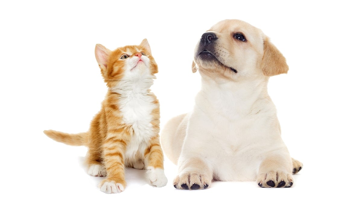 CANE O GATTO: QUALE ANIMALE DOMESTICO SCEGLIERE PER LA FAMIGLIA?